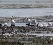 MNRiverPelicans 2014 09 015